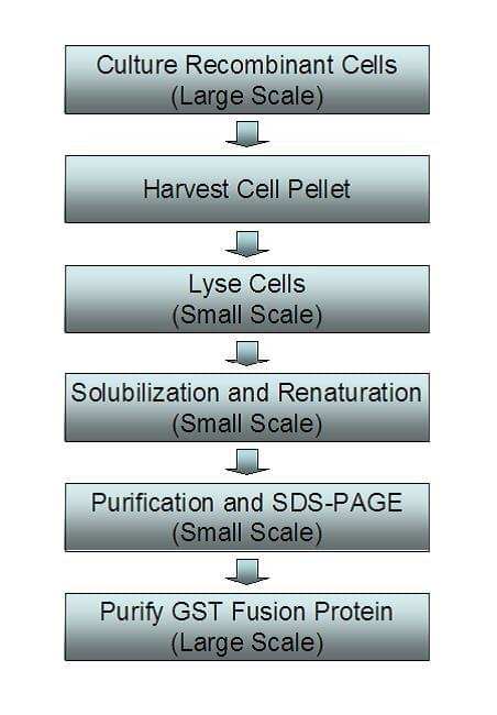 Renaturation of Recombinant Proteins from Inclusion Bodies